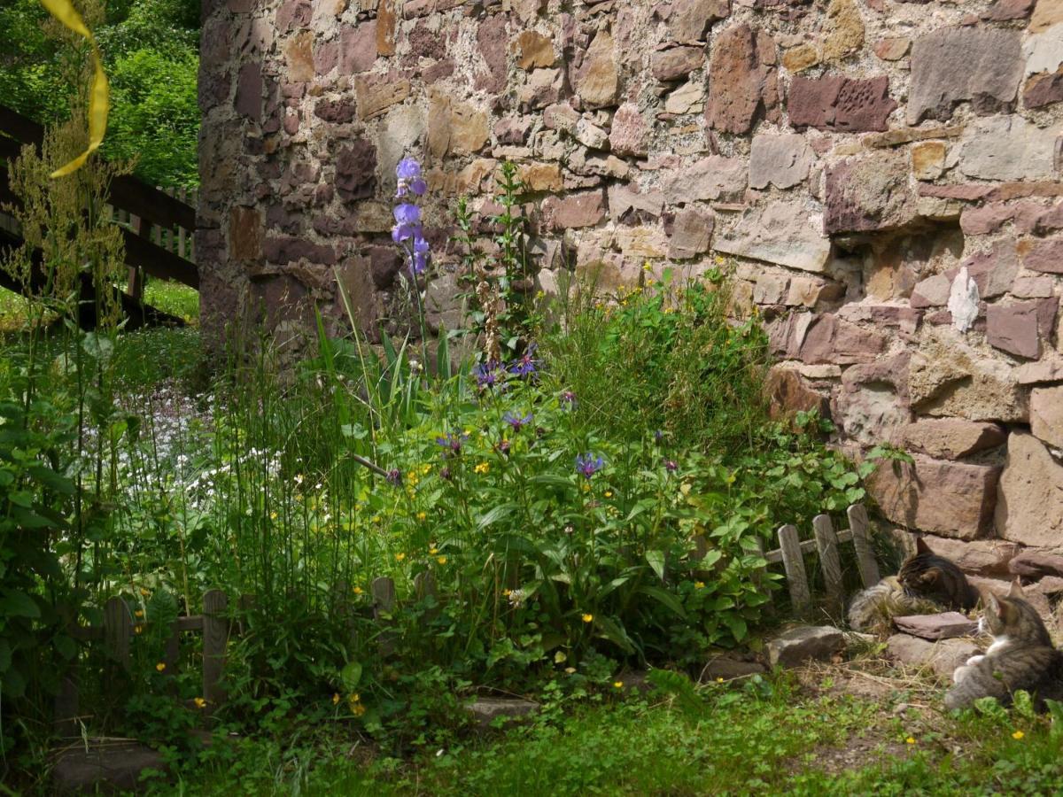 Ferienwohnungen Am Campingplatz Trendelburg Eksteriør bilde